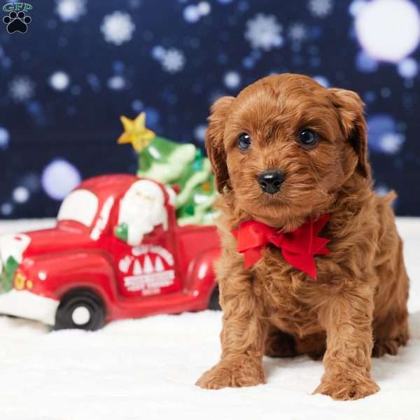 Buster, Cavapoo Puppy